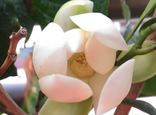 <strong>夜香木蘭對生長環境有什麼要求？</strong>