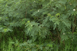 <strong>銀合歡草料需要怎麼處理可以飼喂牛羊?</strong>