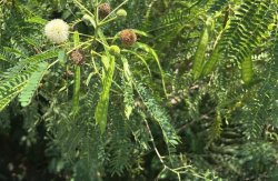 <strong>銀合歡怎麼進行分株?</strong>