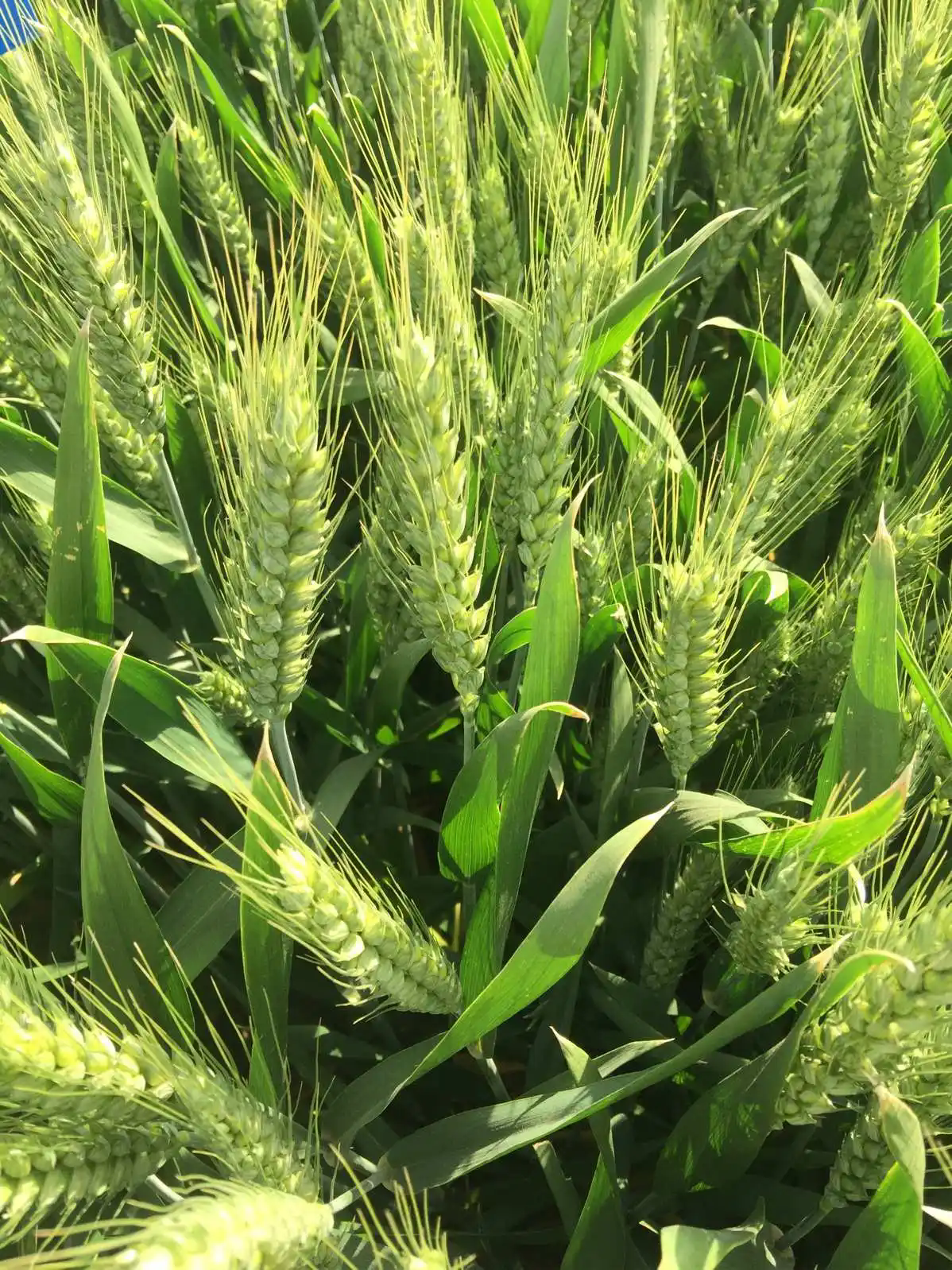 <b>小麥怎麼施肥？如何進行小麥根外追肥?</b>