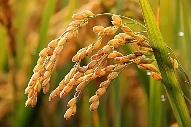 <b>水稻施肥—鋅肥和矽肥不可缺少</b>