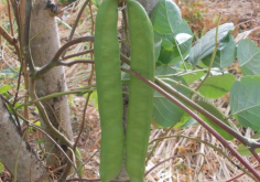 <strong>刀豆的營養含量怎麼樣？</strong>
