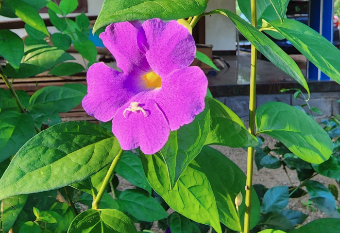 立鶴花壽命多久，能長多大？