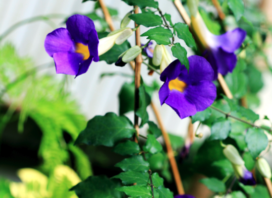立鶴花適宜什麼土壤？