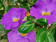 <strong>立鶴花是什麼花卉？</strong>