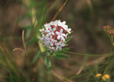 <strong>狼毒花耐幹旱嗎？</strong>