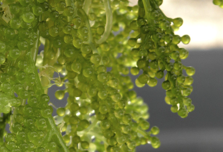 長莖葡萄蕨藻繁殖能力怎麼樣？