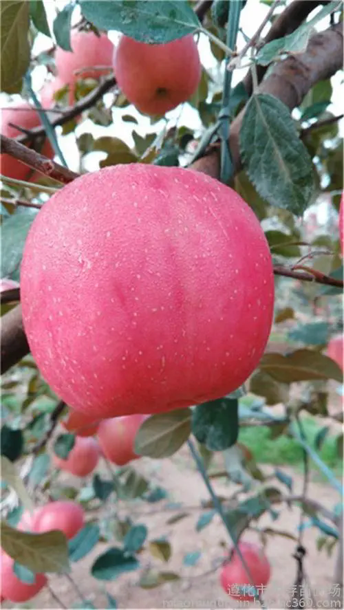 <b>蘋果種植技巧之蘋果為什麼在霜降之後更甜？</b>