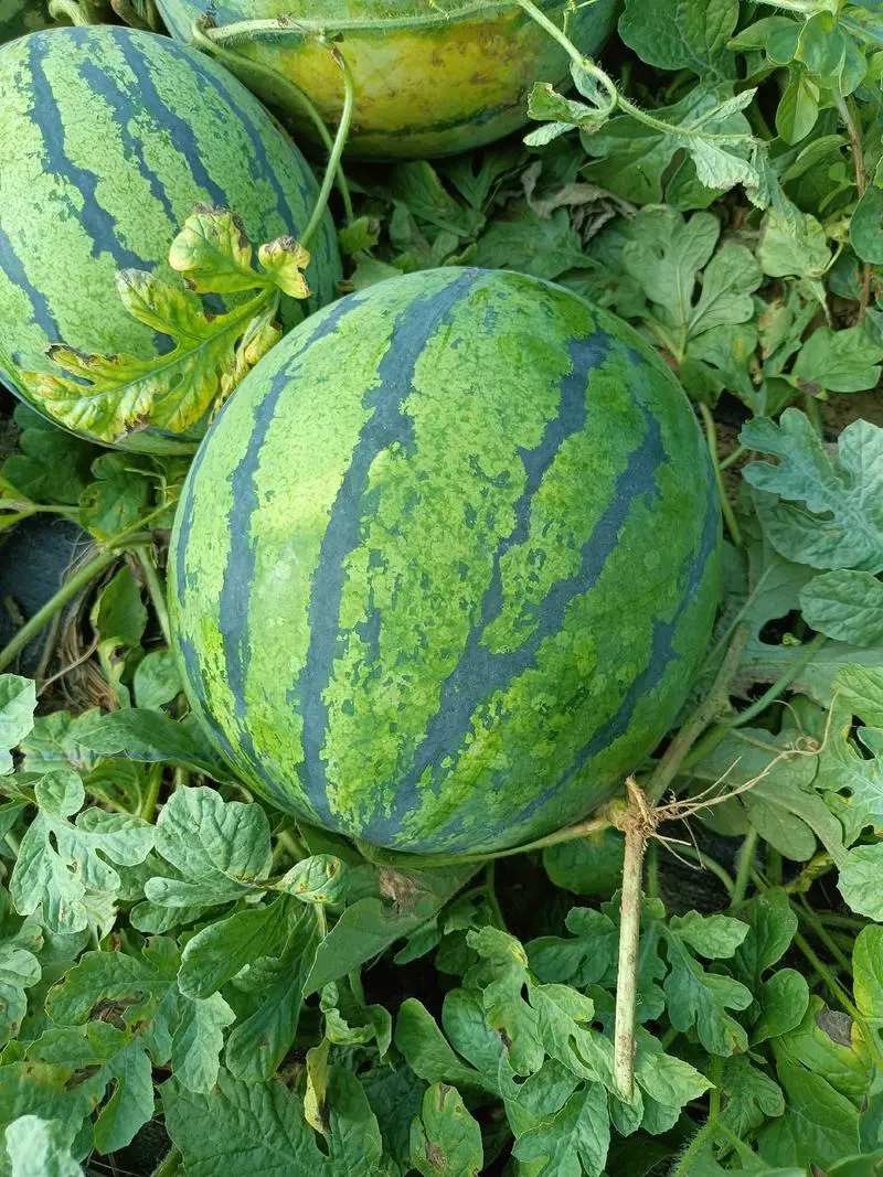 <b>西瓜種植技巧之西瓜種植什麼土壤最好？</b>
