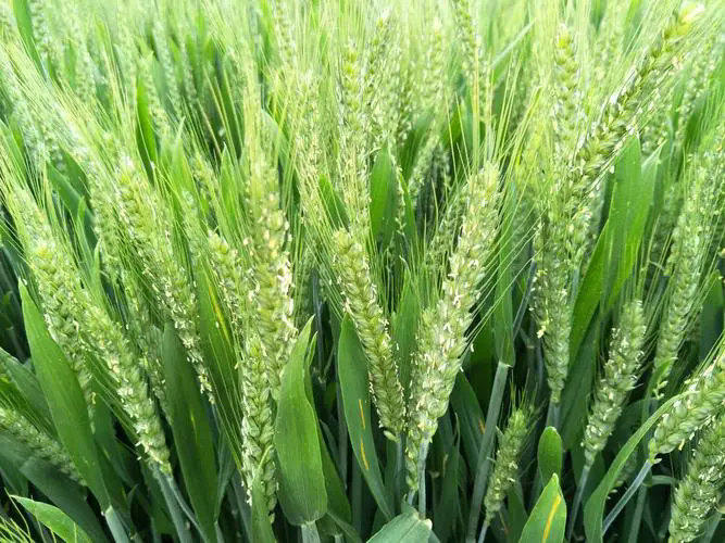 <b>小麥種植技巧之春季小麥施肥什麼時候最合適？</b>
