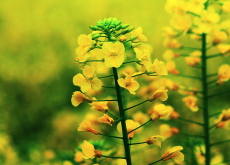 <b>春油菜和冬油菜有什麼不同?</b>