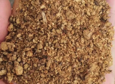 <b>牛羊飼料可以加入棉籽粕嗎？</b>