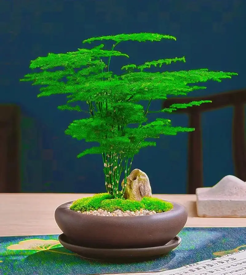 喜歡養文竹的朋友知道文竹的寓意是什麼嗎？