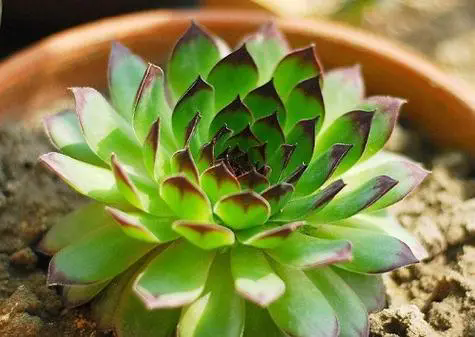 多肉植物之觀音蓮怎麼修剪長得好?