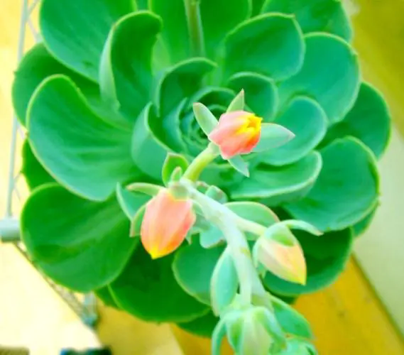 觀音蓮怎麼嫁接容易活？觀音蓮嫁接方法。