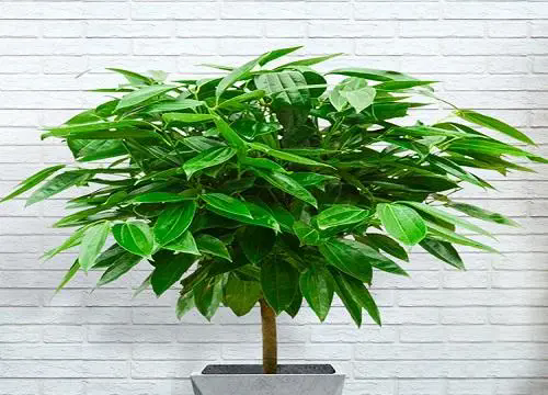 平安樹的繁殖方法,詳解平安樹的播種和扡插的兩種繁殖方法