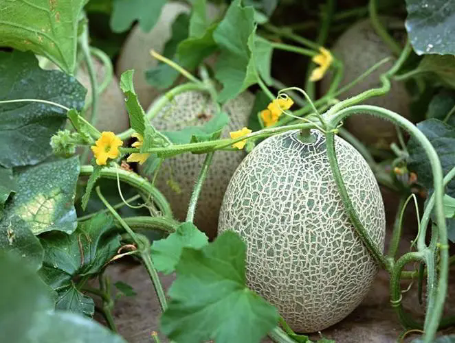 哪些地區可以種植哈密瓜?哈密瓜的種植條件和種植地區介紹。