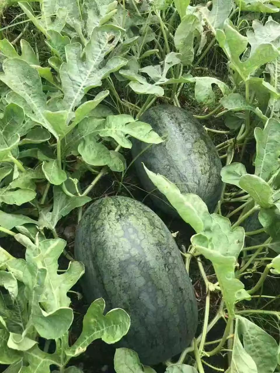 黑美人西瓜怎麼種？黑美人西瓜種植技術