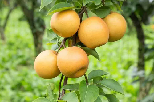 果樹夏季徒長新芽怎麼辦?果樹夏季修剪的方法分享