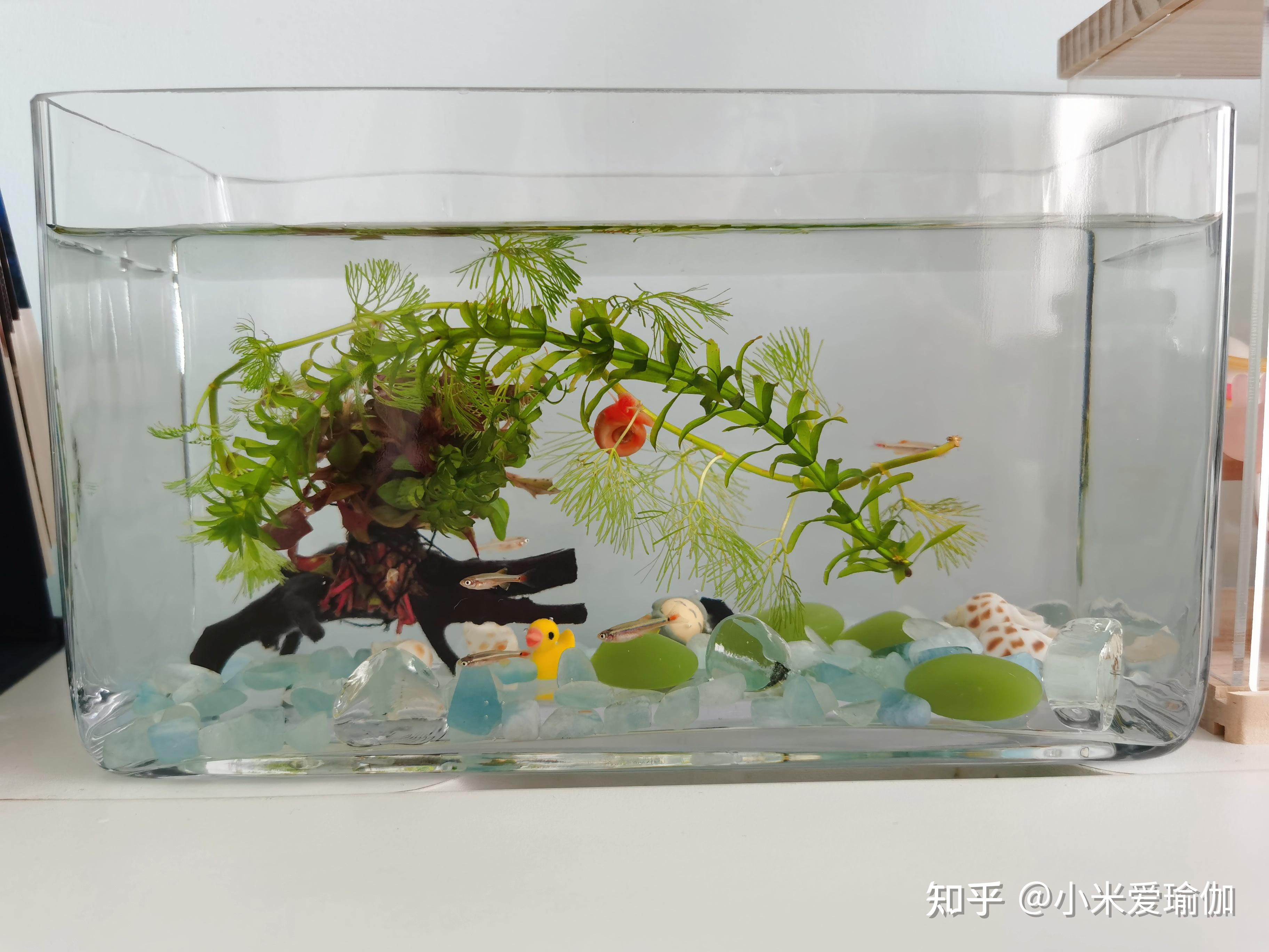 家裏養觀賞魚可以活多久？什麼時候換水？