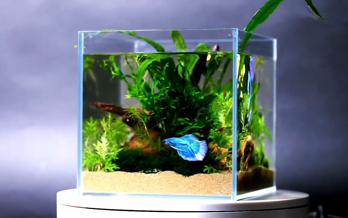 家裏養觀賞魚可以活多久？什麼時候換水？