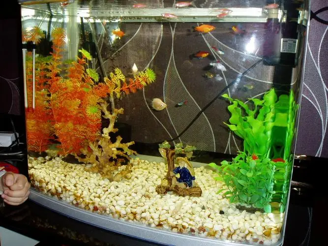 家裏養觀賞魚可以活多久？什麼時候換水？