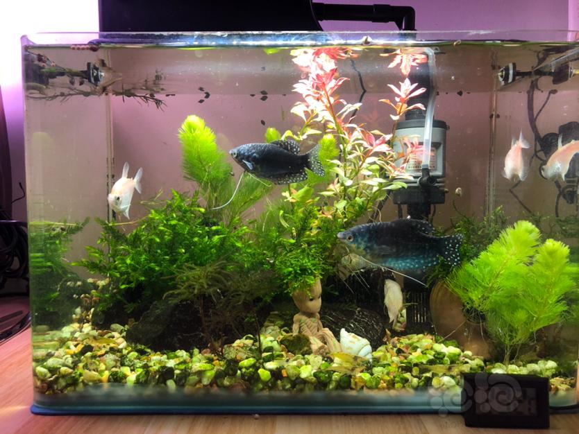 家裏養觀賞魚可以活多久？什麼時候換水？