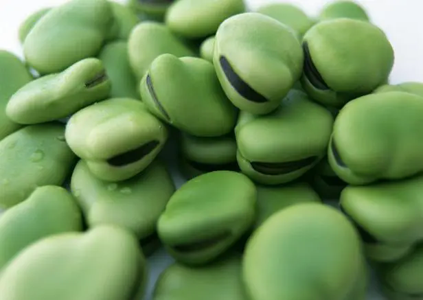 <strong>蠶豆怎麼種？蠶豆種植技術要點分享</strong>