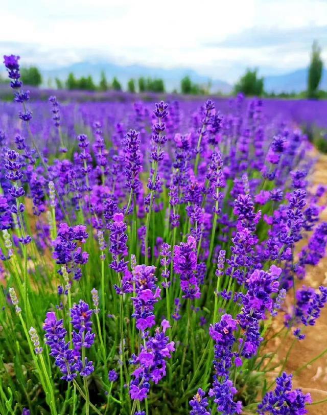 <b>薰衣草的花語是什麼？薰衣草什麼時候開花？</b>