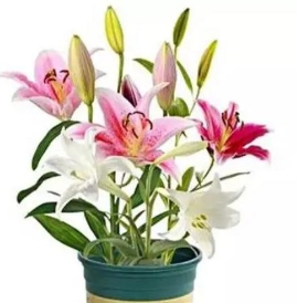 <b>百合花放臥室裏太多了會不會中毒</b>