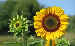 <b>夏季種什麼花在天台上好看極限四選一向日葵薔薇滿天星波斯菊</b>