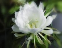 <strong>曇花有毒嗎？可以放臥室窗台嗎？</strong>