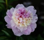 <b>芍藥牡丹月季三大名花各自的特色和花語</b>