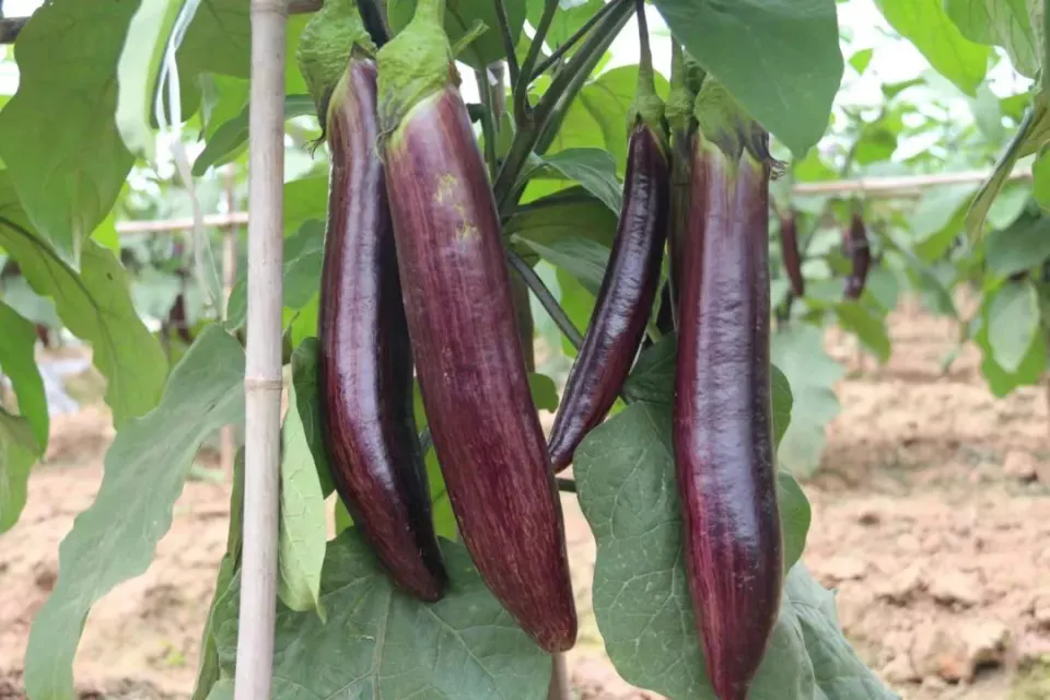 茄子葉片上有茶黃蟎怎麼處理？