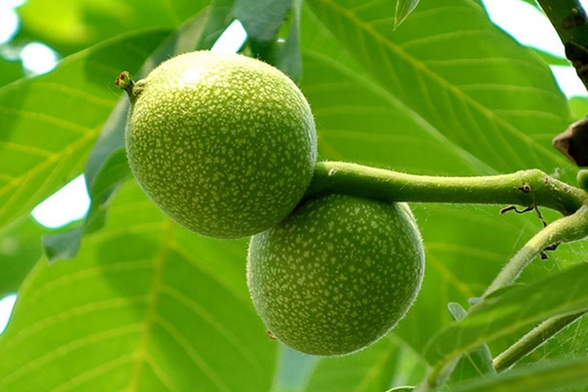 核桃樹6月份管理注意事項有哪些？