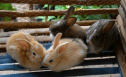 <b>養的兔子不愛吃蘿卜該怎麼辦？喂什麼好？</b>