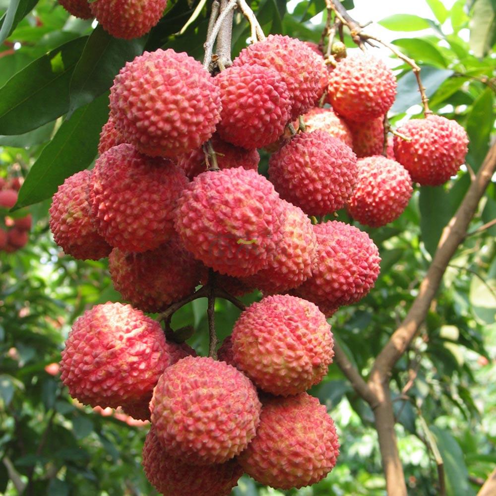 <strong>荔枝蒂蛀蟲用什麼藥效果最好</strong>