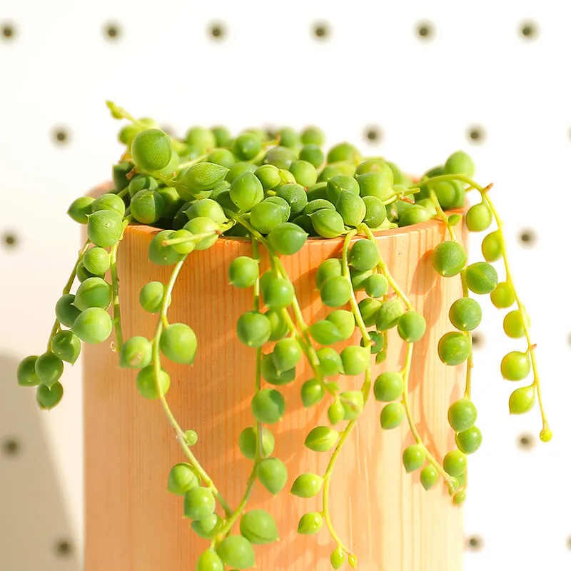 <strong>多肉佛珠怎麼養才能飽滿通透？</strong>