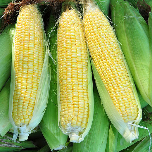 <b>水果玉米怎麼種植才能高產豐收</b>