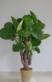 <strong>滴水觀音種植技巧，怎麼才能旺盛</strong>