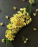<b>什麼花可以和桂花插在一起更好看</b>