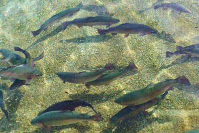 夏天高溫天魚類浮頭原因是什麼