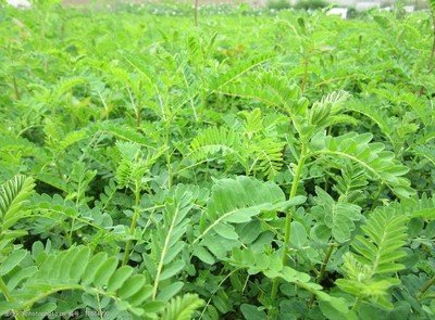 黃芪種植方法和管理技術要點