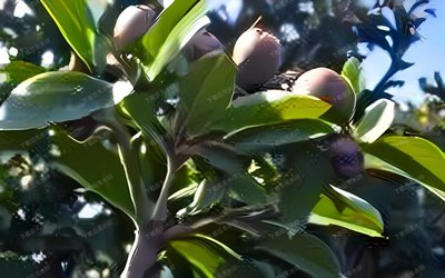 山竹種植技術和適宜氣候條件是什麼