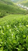 <b>茶葉可以在自己院子裏中嗎？怎麼種？什麼品類比較好</b>