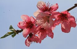 <b>桃花插瓶放在那裏招桃花</b>