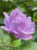 <strong>木槿適合和什麼一起搭配種植</strong>