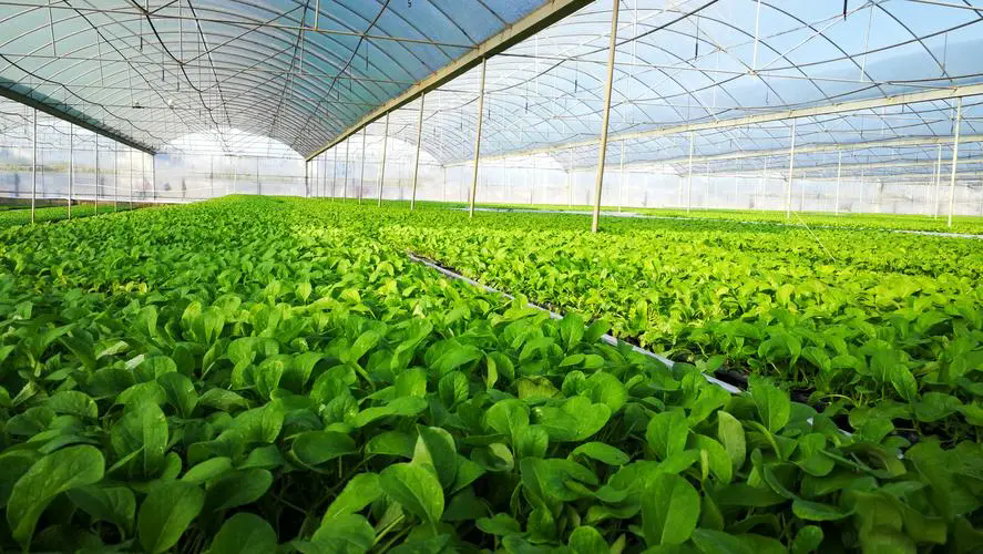 大棚種植蔬菜萎蔫的原因和防治方法