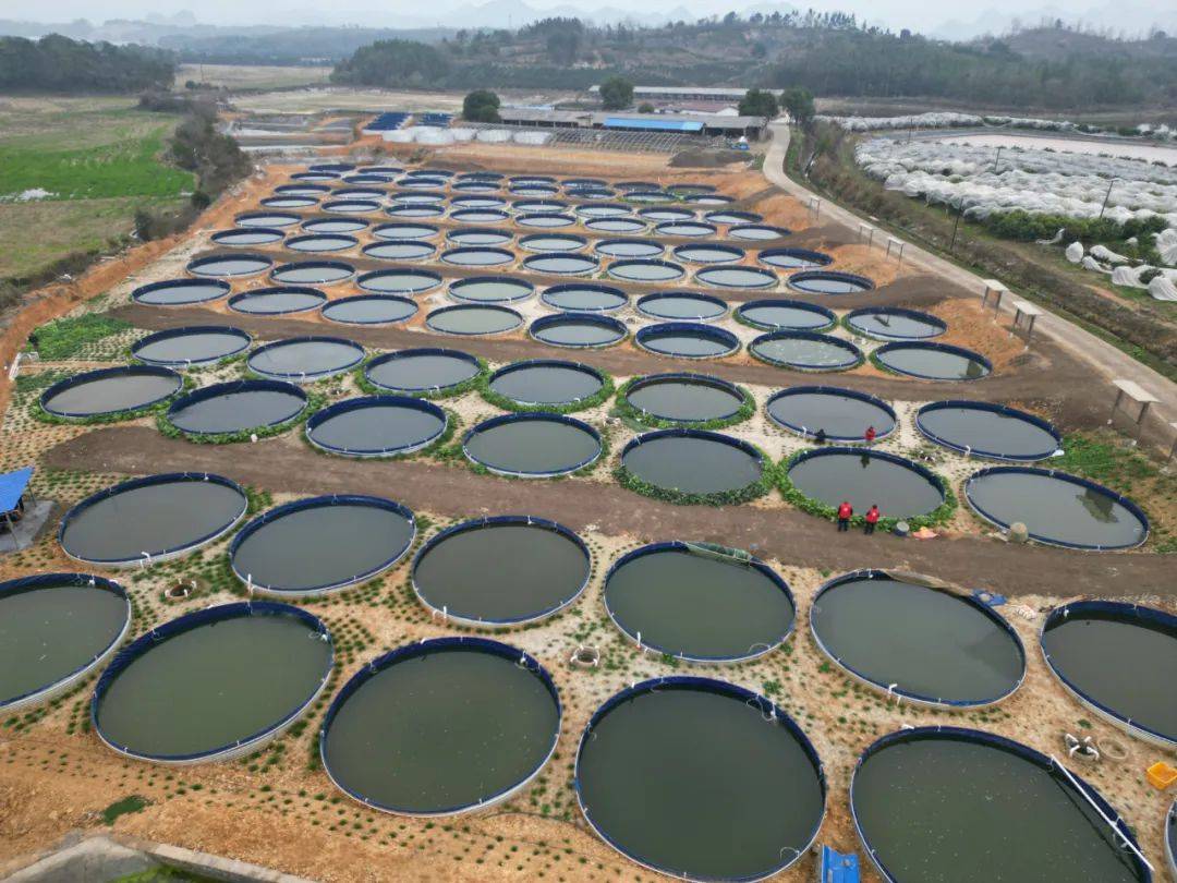 漁業養殖中亞硝酸鹽含量標準及控製技術方法