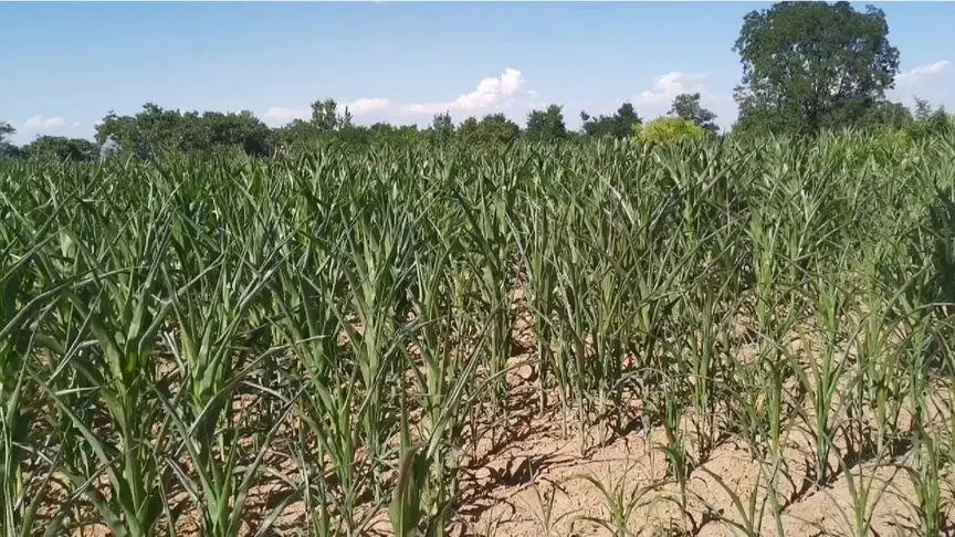 <b>夏季高溫天氣對玉米種植有什麼危害怎麼預防減少損失</b>